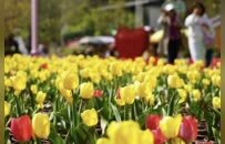 别问了！清明小长假，栾川人山人海的秘密全在这里