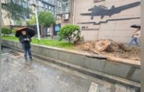 轰隆一声！南昌暴雨过后一棵行道树“躺平” 砸中路边汽车