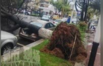 轰隆一声！南昌暴雨过后一棵行道树“躺平” 砸中路边汽车