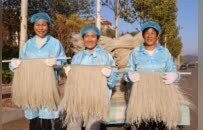 青岛乡里乡亲 | 乡土文化带头人 “李家洼子手工粉条”代表性传承人李省： 匠心守艺三十载 一挂粉条续乡愁