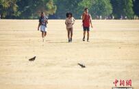 英国高温干旱持续 伦敦公园草坪干枯
