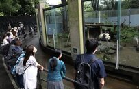 集全日本寵愛于一身，熊貓香香下周回國，它不只是可愛而已……