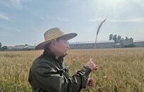 河南新乡：多彩小麦比人高 杆径可做吸管