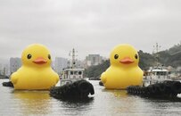 刘德华是它粉丝！阔别十年的大黄鸭“双倍归来”，亮相香港维港