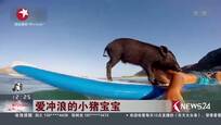 爱冲浪的小猪宝宝
