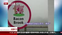 小猪赛跑预测英国是否“脱欧”