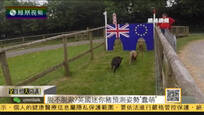 英国小猪组团预测“脱欧”结果：留欧派胜出