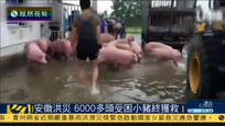 安徽暴雨淹养猪场 6000多头受困小猪获救