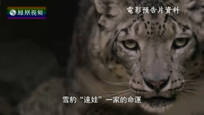 2016-09-07地球宣言 “神圣的山鬼”雪豹