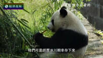 2016-09-08地球宣言 “最中国”动物代表熊猫