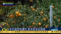 农历新年将至 深圳市民“行花街”买年花