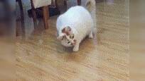 视频:为验证猫咪怕不怕蛇,主人恶搞猫咪吓出表情包,拿走不谢!