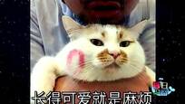 猫一脸嫌弃妹子的表情还表示;长的可爱就是麻烦 男主人怎么办