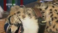 2015-07-12自然传奇 拯救猎豹