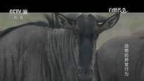 2015-08-30自然传奇 动物的异常行为