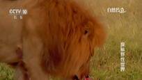 2015-09-20自然传奇 探秘野性世界