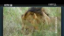 2015-09-19自然传奇 直击动物猎杀现场