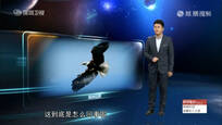 2016-02-25探秘时刻 金雕袭人之谜