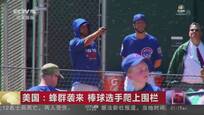 美国：蜂群袭来  棒球选手爬上围栏