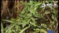 2011-08-23中国地理探奇 过山蕨的秘密