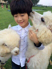 天天遭羊驼“强吻”