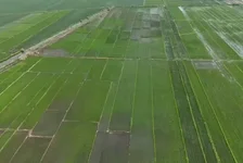 三四十垧水稻疑遭投毒
