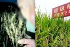 网红诋毁袁隆平成果
