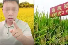 网红诋毁袁隆平成果
