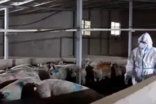 电工被调岗养猪