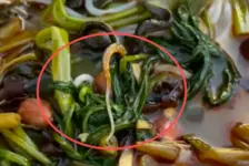 女子螺狮粉里吃出蛇