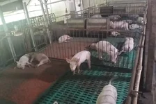 猪肉跌成“白菜价”？