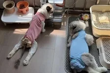 数千猫咪后肢瘫痪