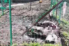 藏马熊咬死牦牛