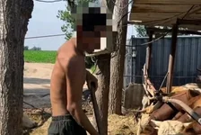 养牛场疑用残障人员做苦力