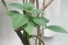 老人小区采“草药”毒翻全家