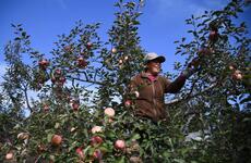 陕西：苹果种植带抵达毛乌素