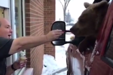 狂野！动物园员工偷偷带一头熊去店里吃冰淇淋