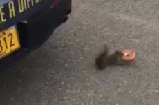 美国警方正在通缉一只小松鼠 它偷了他们的甜甜圈