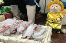 喵喵陛下与他的江山