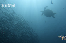 从捕猎者到守护人 他与“海龟天堂”相伴50载