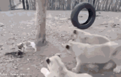 谁都别碰我的晚餐!狗狗吓退三只狮子