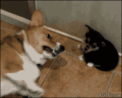 壁纸 动物 狗 狗狗 300_240 gif 动态图 动图