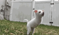 壁纸 动物 狗 狗狗 566_334 gif 动态图 动图