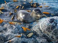 被海洋垃圾困住的小动物