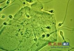 rdn_508ca31f358c5.jpg