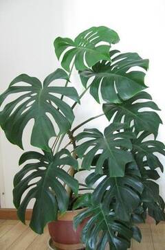 龟背竹水培怎么处理 rdn_522914653e12a.jpg