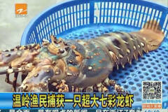 浙江渔民捕获超大七彩龙虾