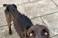 一条瘦的只剩骨头的狗