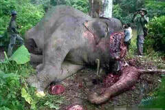 云南亚洲象遭砍头取牙现场