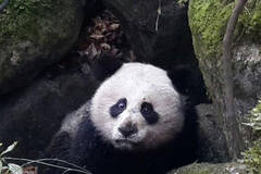 四川获救大熊猫死于败血症